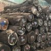 gỗ óc chó walnut